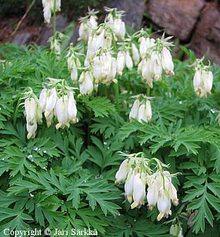 Dicentra formosa 'Langtrees', kespikkusydn